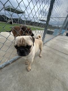 PUGLETTA (AVAILABLE 2/20/26), an adopted Pug in Wasco, CA image 2/4