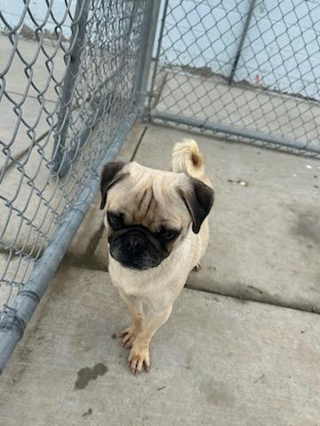 PUGLETTA (AVAILABLE 2/20/26), an adopted Pug in Wasco, CA image 4/4