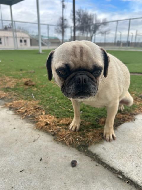 PUGLETTA (AVAILABLE 2/20/26), adopted, Adult Female Pug.
