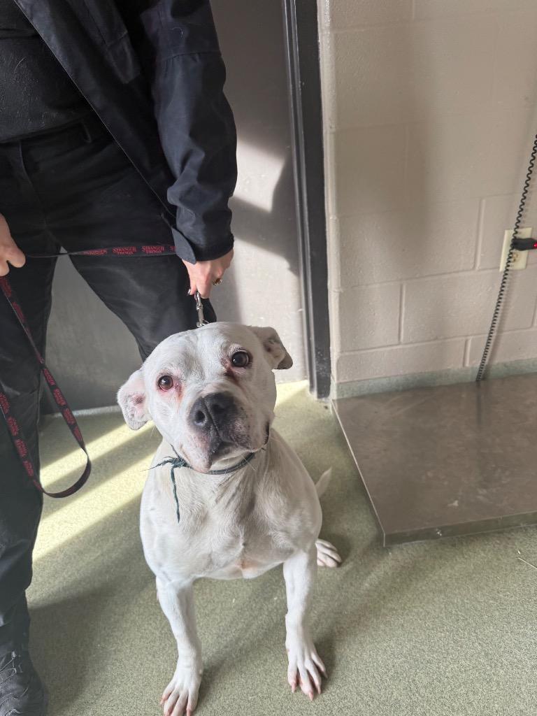 Champ, Adoptable, Adult Male Pit Bull Terrier.