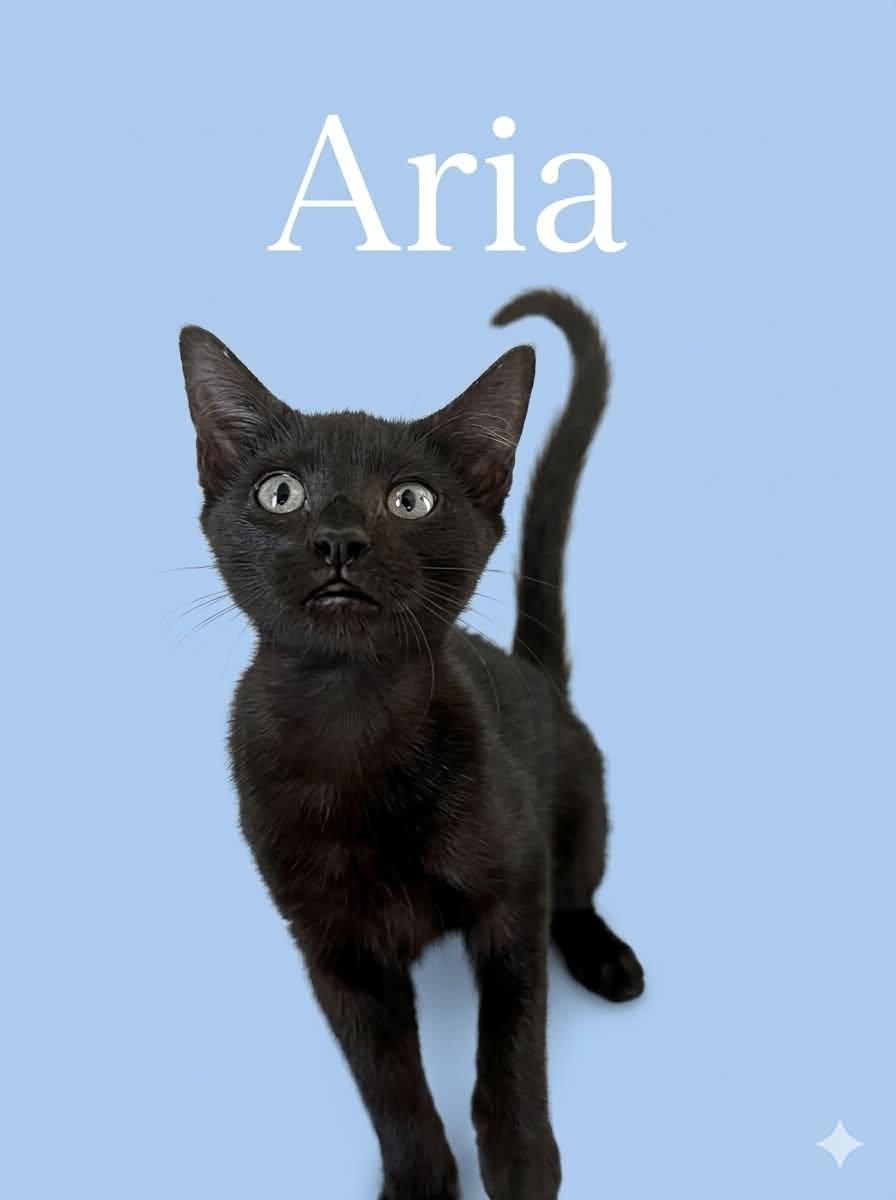 Aria, Adoptable, Kitten Female Siamese.