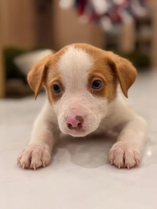 Chevy (SNL Comedians litter), an adopted mixed breed in Mount Juliet, TN image 2/5