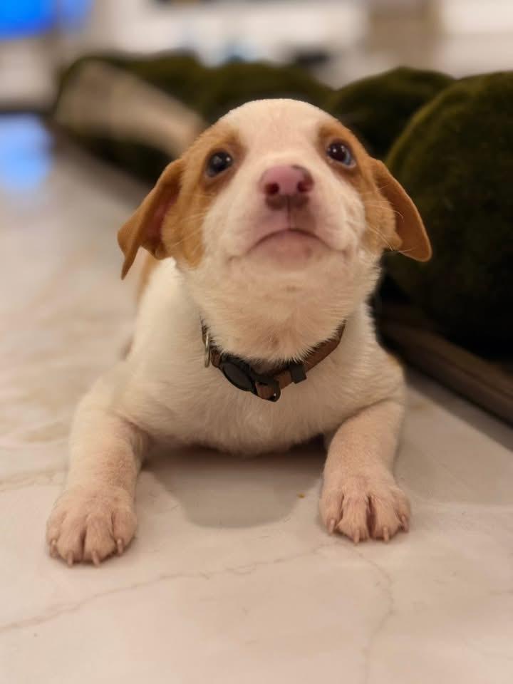 Chevy (SNL Comedians litter), an adopted mixed breed in Mount Juliet, TN image 1/5