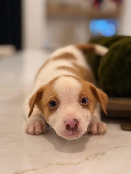 Chevy (SNL Comedians litter), an adopted mixed breed in Mount Juliet, TN image 3/5