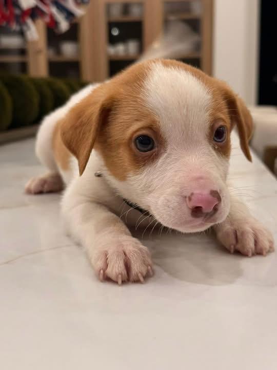 Chevy (SNL Comedians litter), an adopted mixed breed in Mount Juliet, TN image 4/5