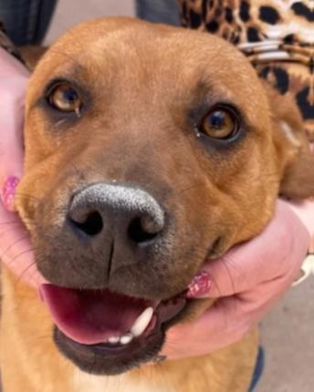 4040 Darrell, a Adoptable mixed breed in Phoenix, AZ image 2/2