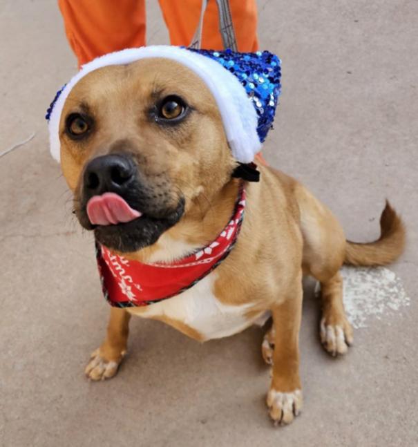 4040 Darrell, a Adoptable mixed breed in Phoenix, AZ image 1/2