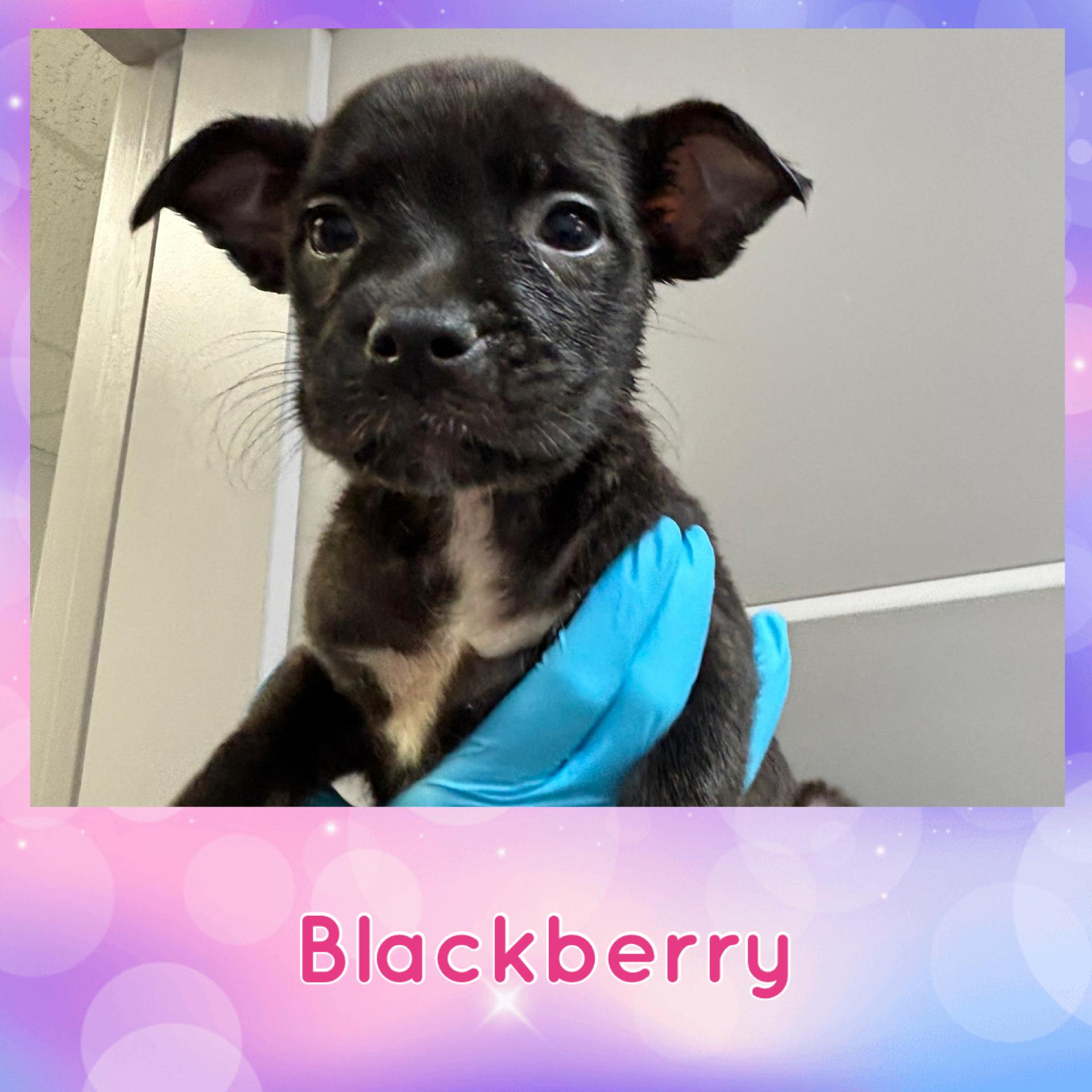 Blackberry, Baby Female Mixed Breed