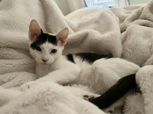 CP - NC Dasher, ADOPTABLE, Kitten Male Domestic Short Hair.