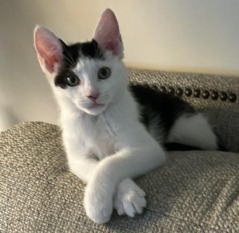 Enlarge CP - NC Dasher, a ADOPTABLE Domestic Short Hair in Winston Salem, NC image 3/3