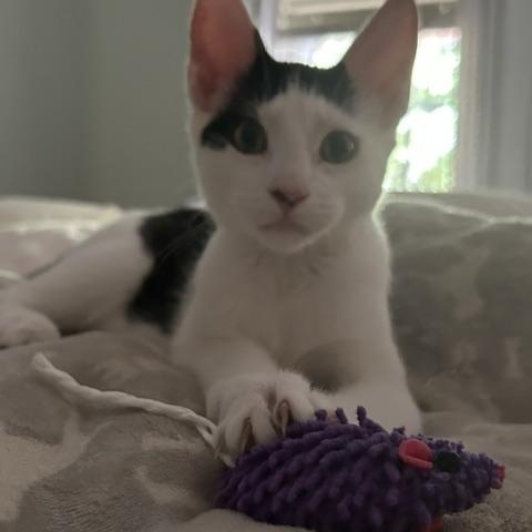 Enlarge CP - NC Dasher, a ADOPTABLE Domestic Short Hair in Winston Salem, NC image 2/3