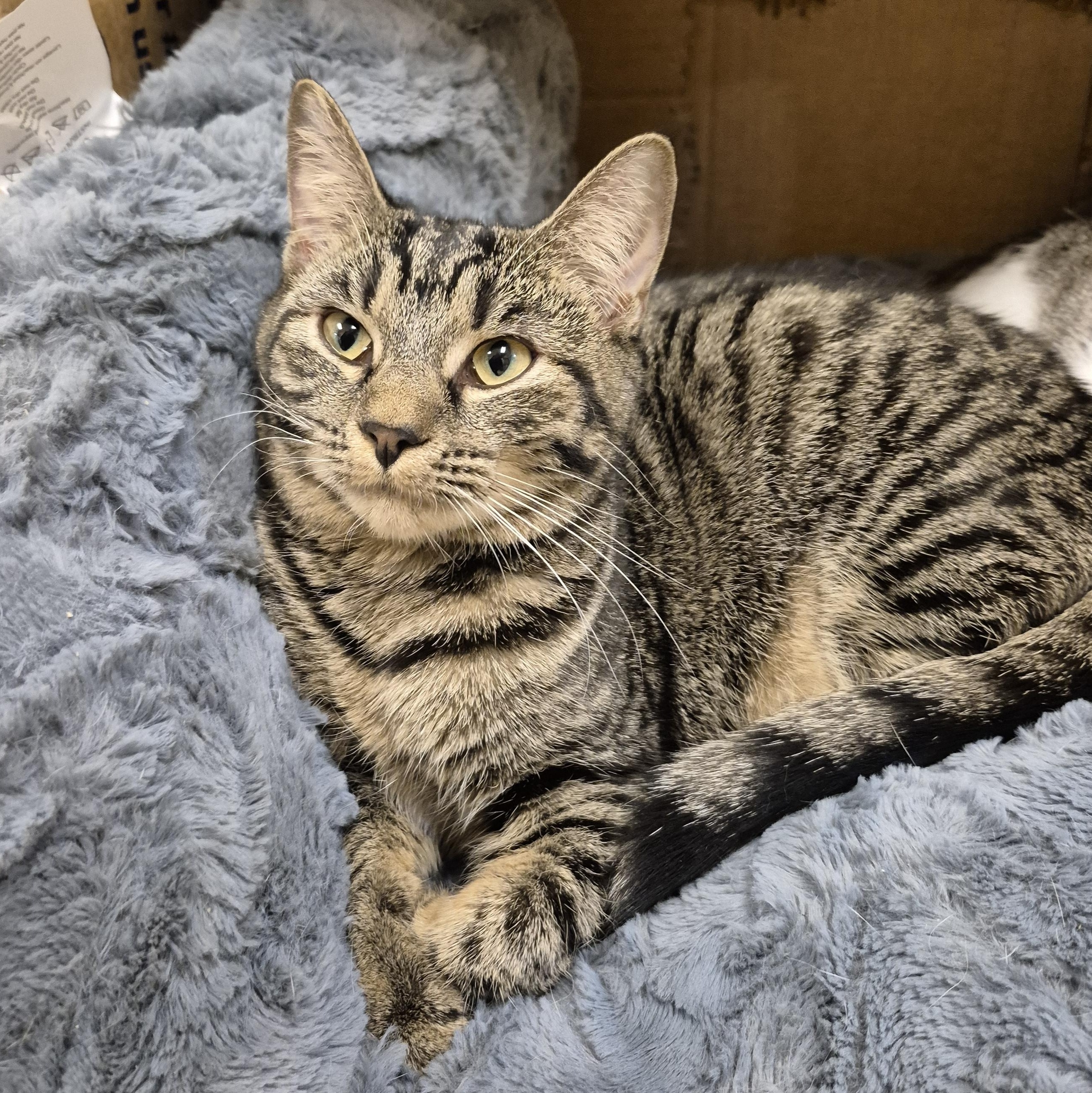 Enlarge Bok Choy, a Adoptable Domestic Short Hair in Schertz, TX image 4/4