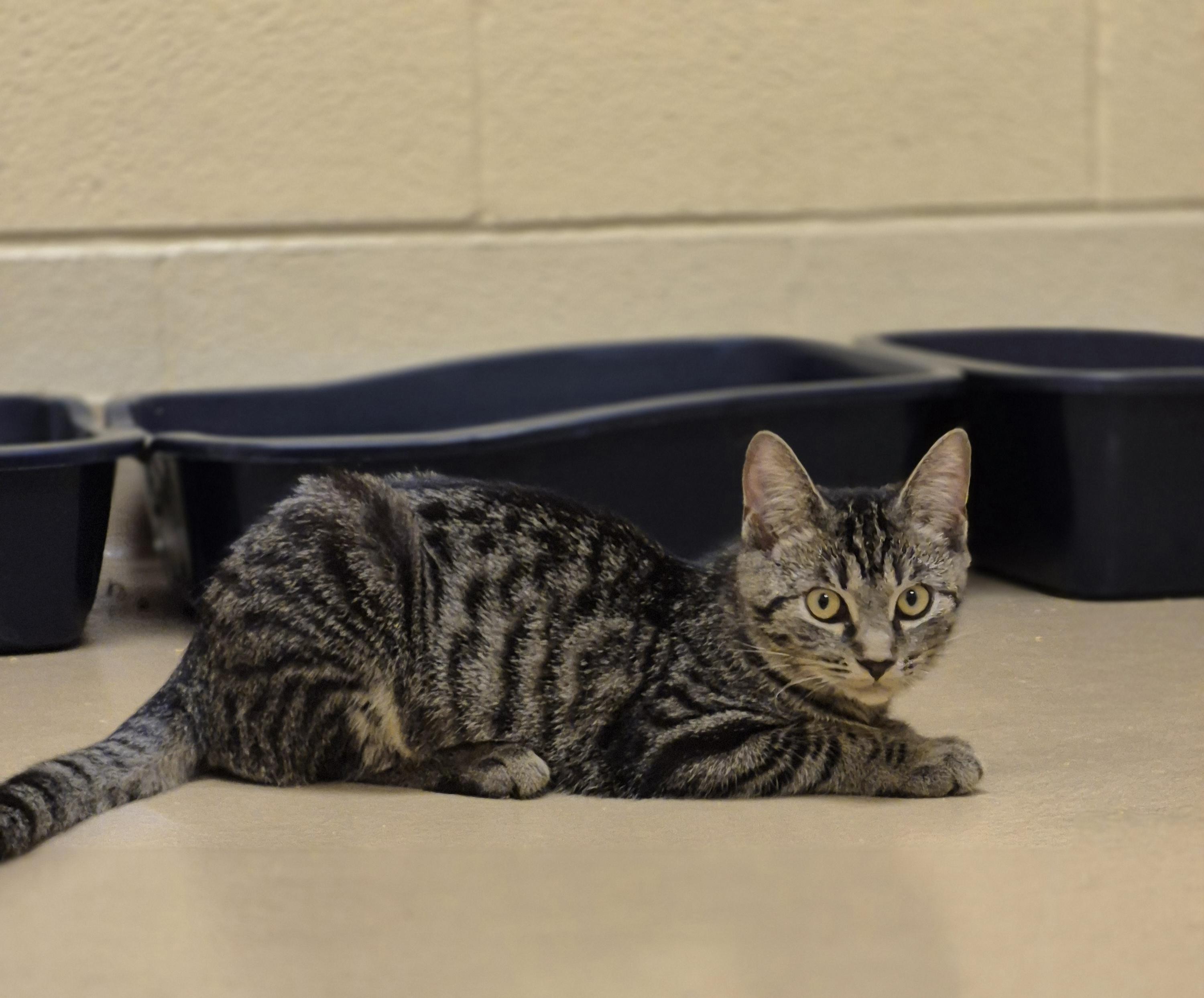 Bok Choy, Adoptable, Young Male Domestic Short Hair.