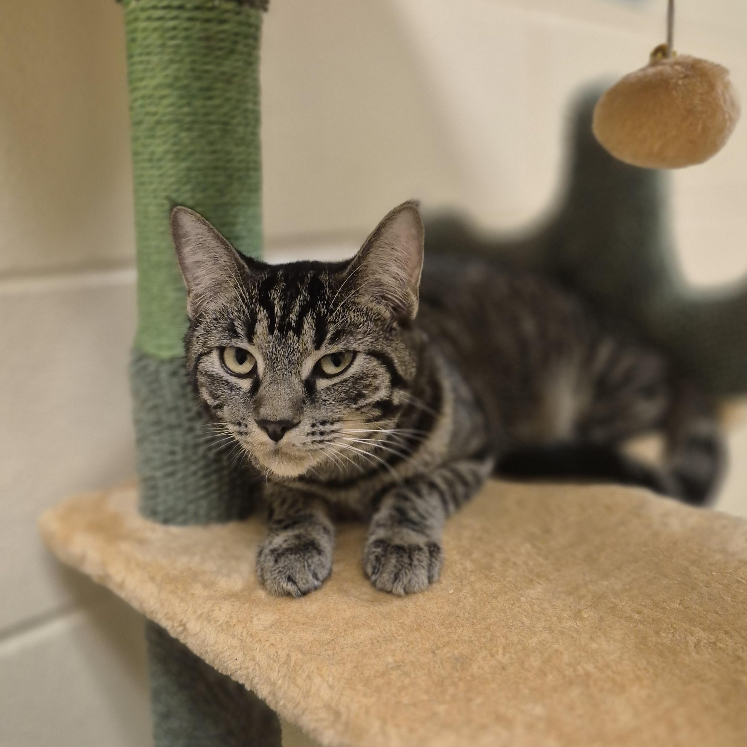 Enlarge Bok Choy, a Adoptable Domestic Short Hair in Schertz, TX image 2/2