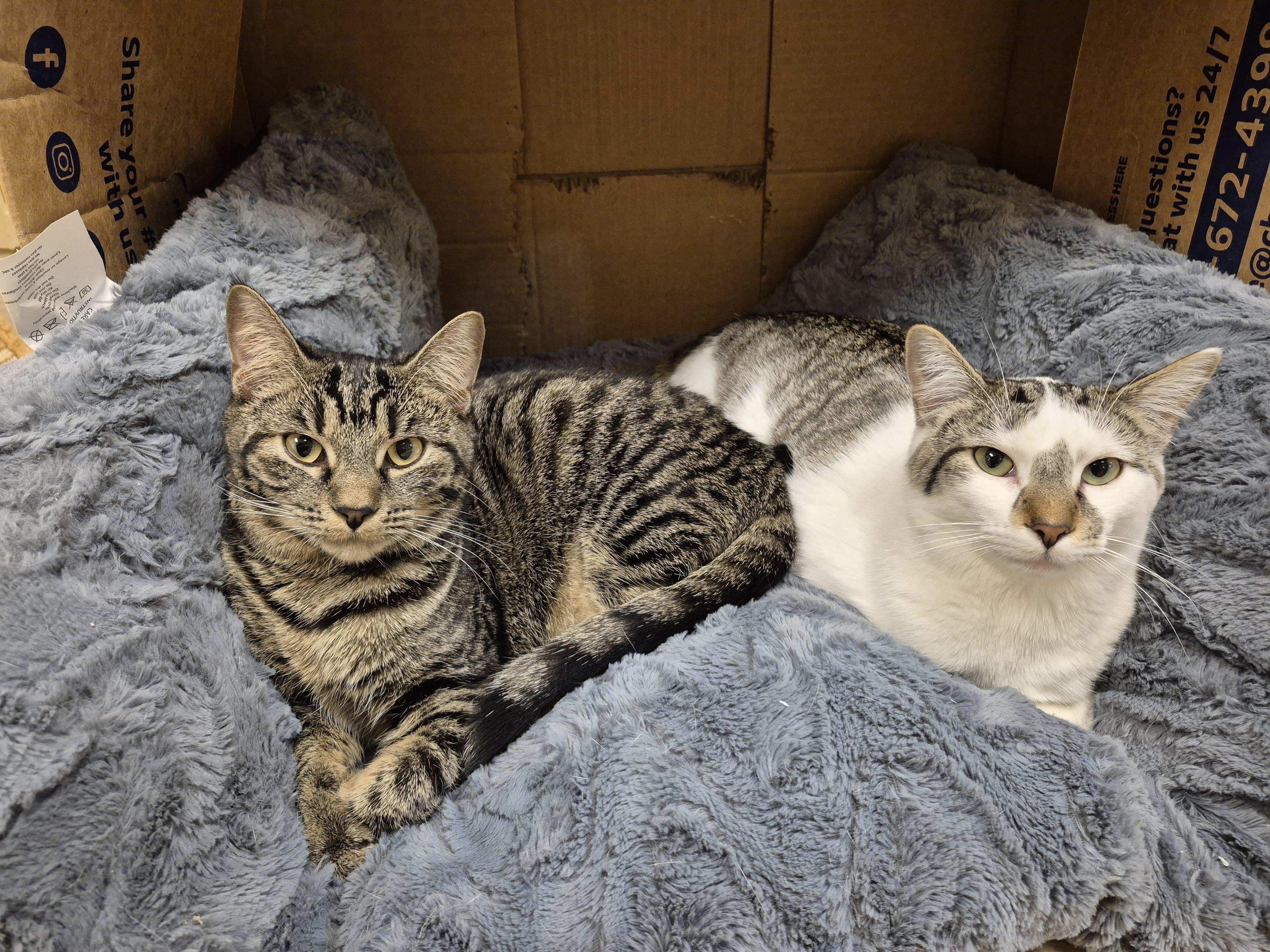 Enlarge Bok Choy, a Adoptable Domestic Short Hair in Schertz, TX image 3/4