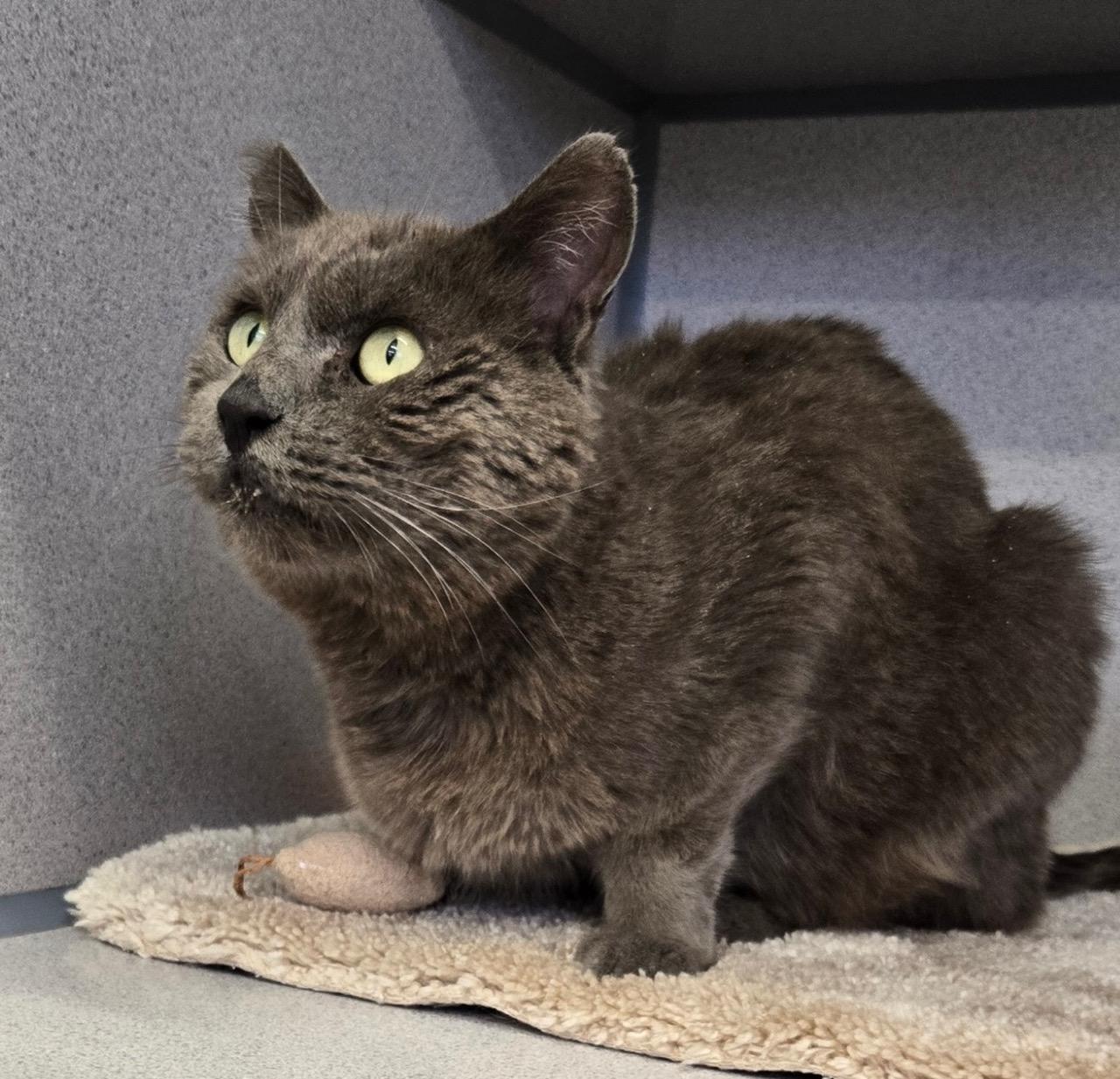 Enlarge Powder, a Adoptable Domestic Medium Hair in Gardnerville, NV image 1/5