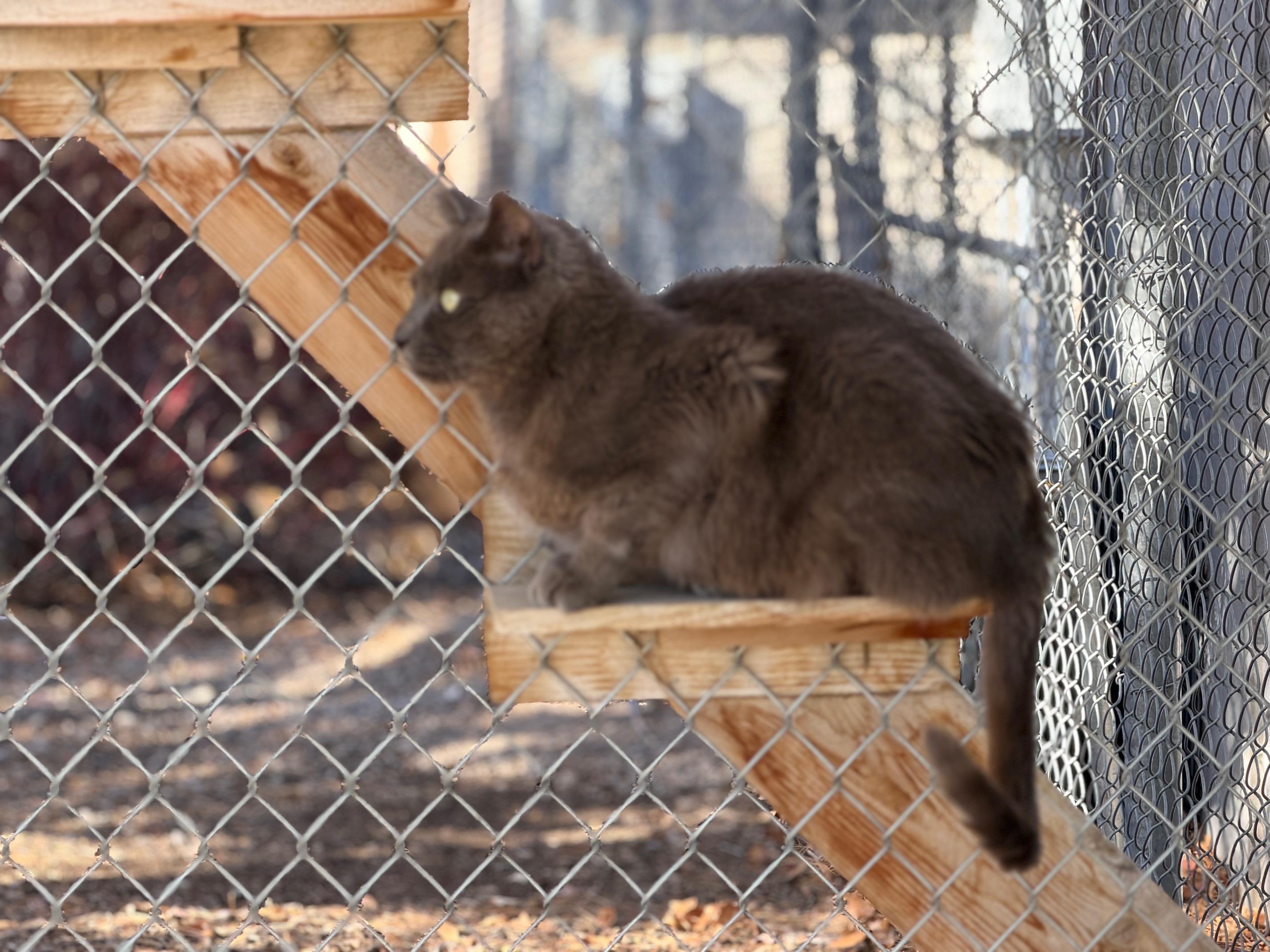 Enlarge Powder, a Adoptable Domestic Medium Hair in Gardnerville, NV image 2/5