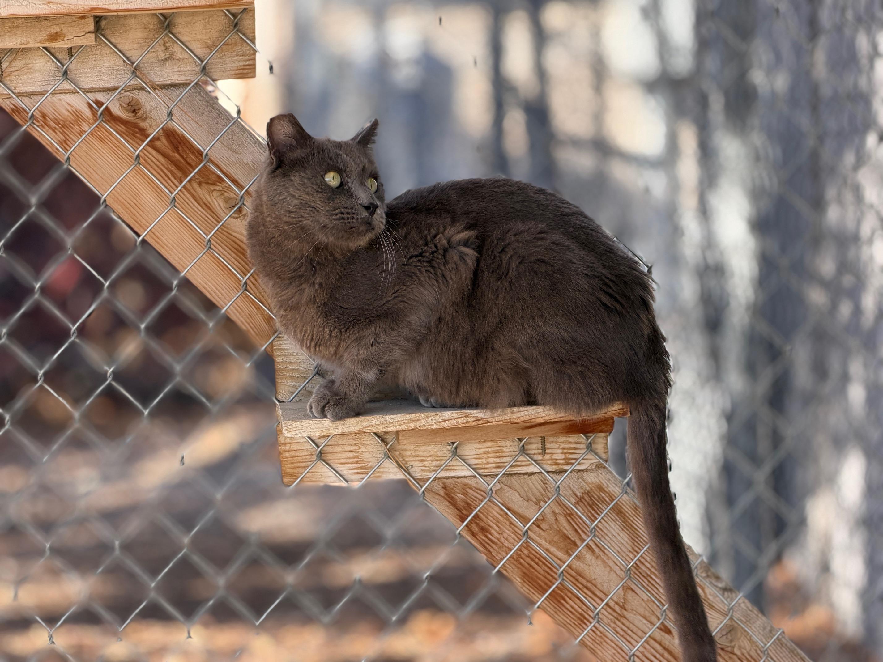 Enlarge Powder, a Adoptable Domestic Medium Hair in Gardnerville, NV image 3/5