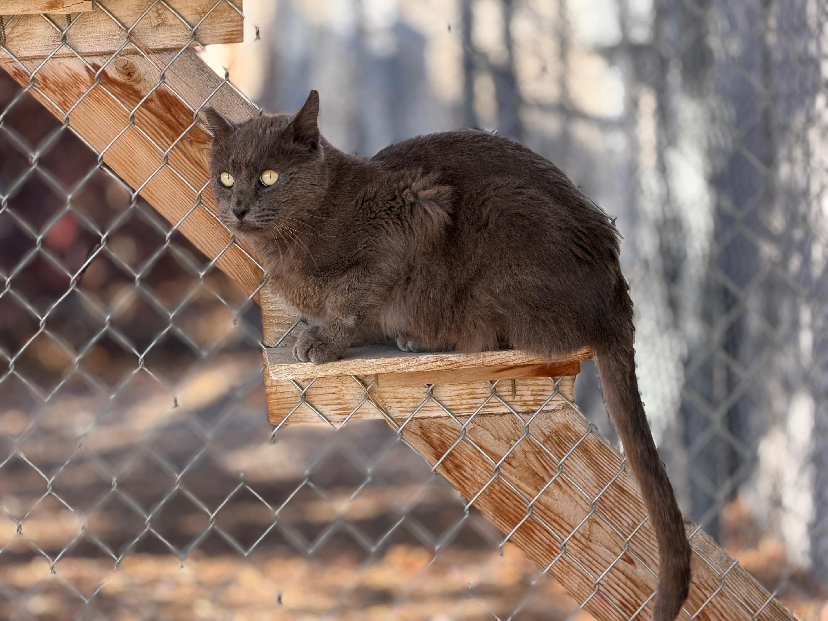 Enlarge Powder, a Adoptable Domestic Medium Hair in Gardnerville, NV image 4/5
