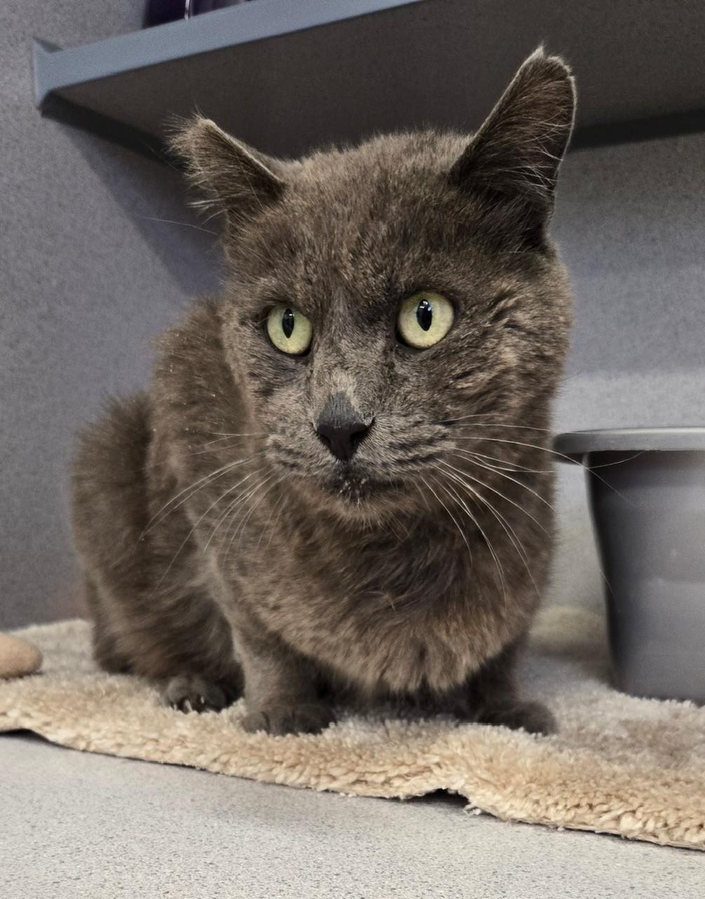 Powder, Adoptable, Senior Male Domestic Medium Hair.