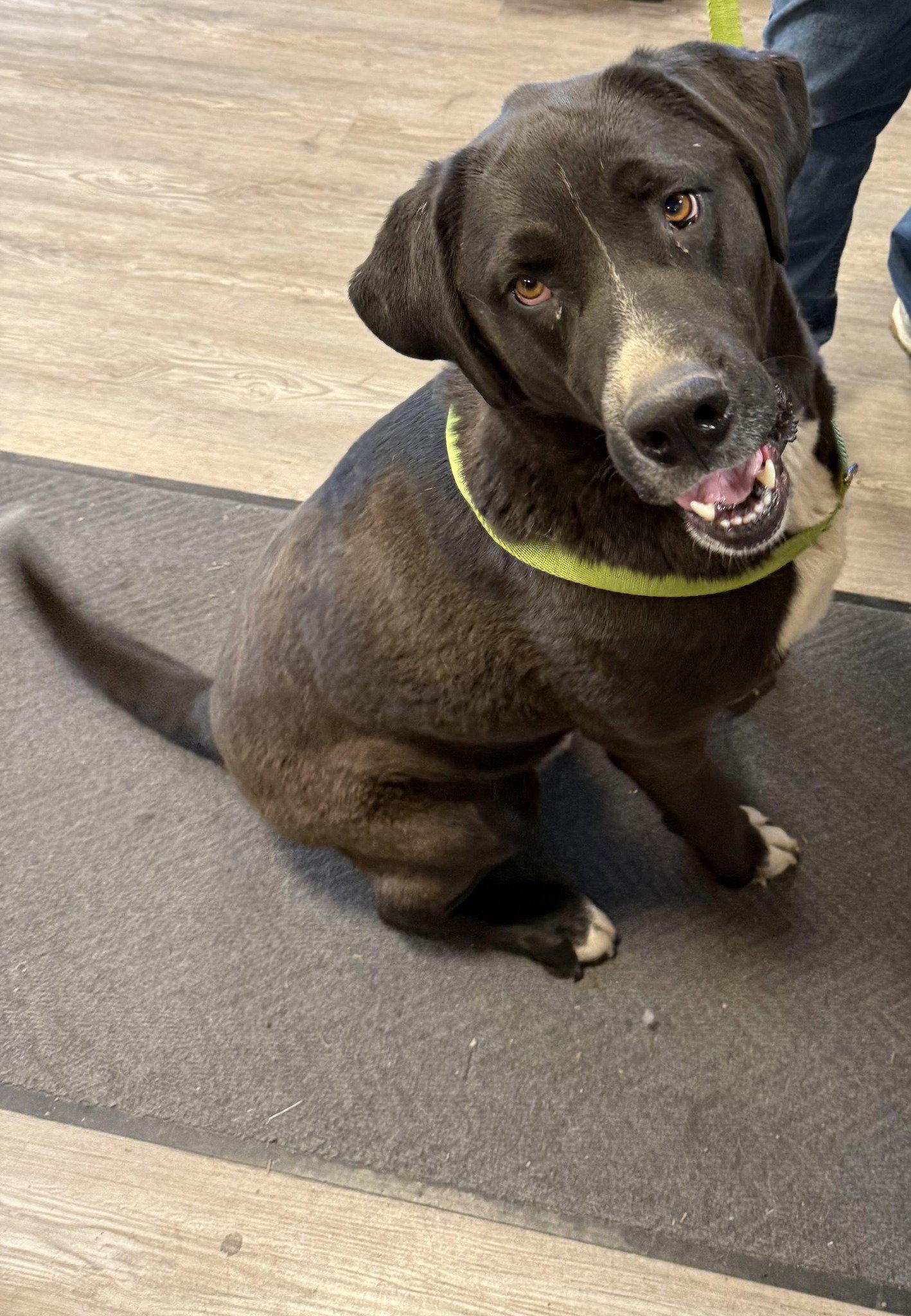 Goofy, Adoptable, Adult Male Mixed Breed.