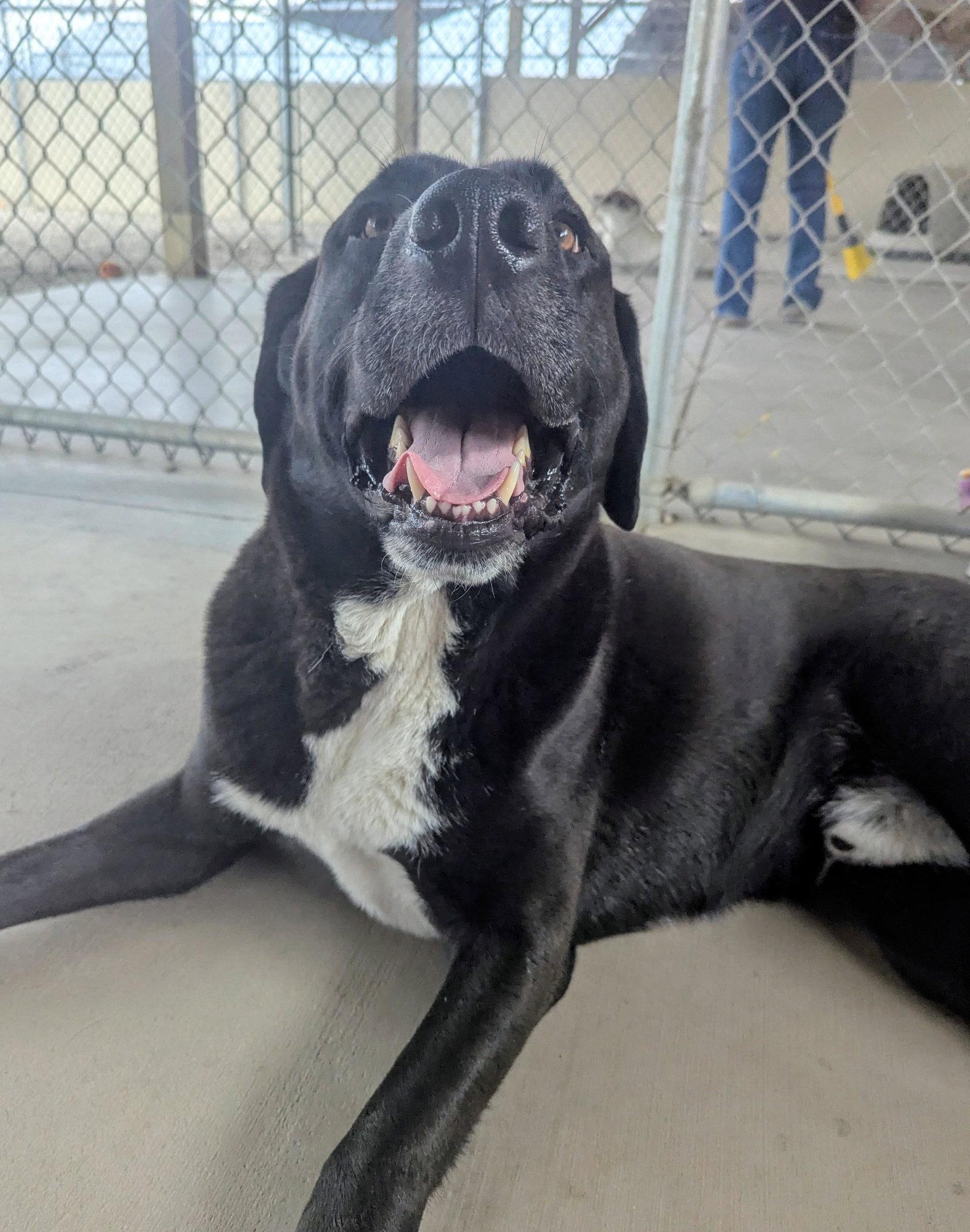 Goofy - in foster, Adoptable, Adult Male Mixed Breed.