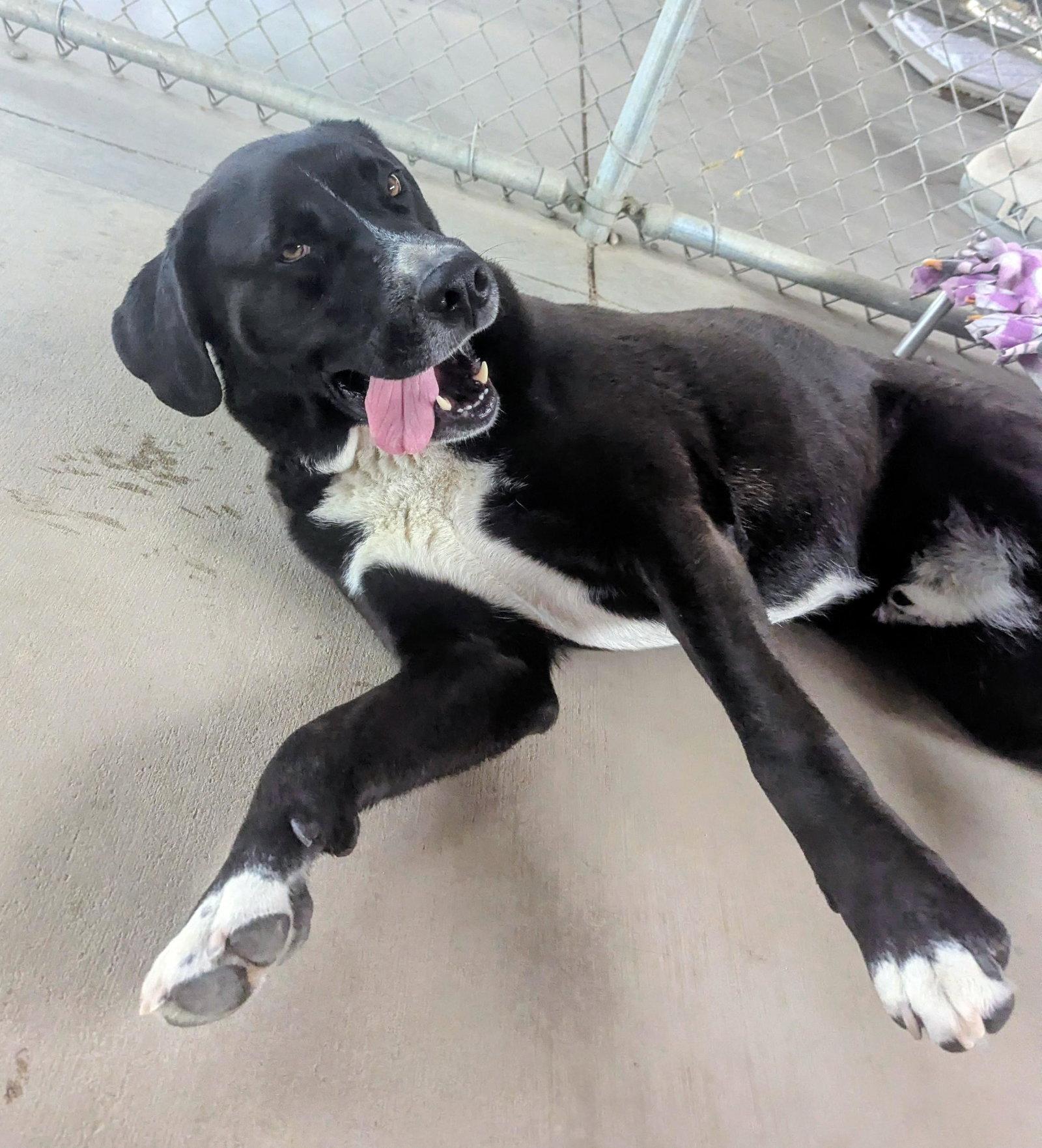 Enlarge Goofy - in foster, a Adoptable Mixed Breed in Emmett, ID image 2/3