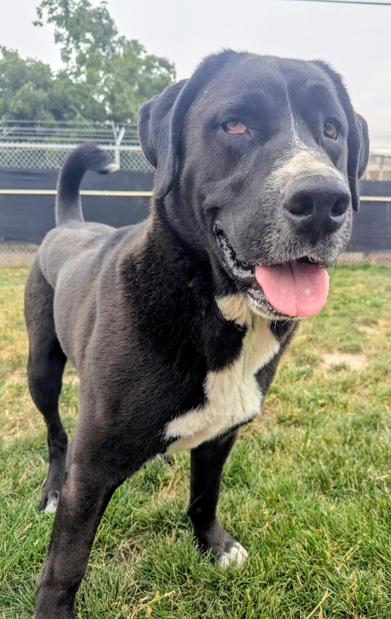 Enlarge Goofy - in foster, a Adoptable Mixed Breed in Emmett, ID image 3/3