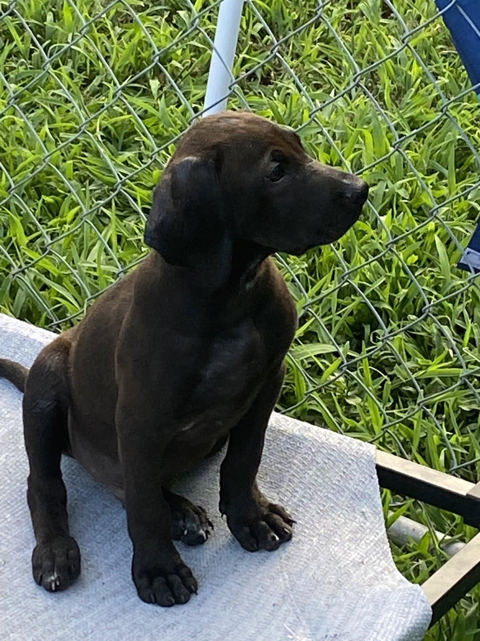 Erie (D2011), an adopted mixed breed in Hayes, VA image 2/4