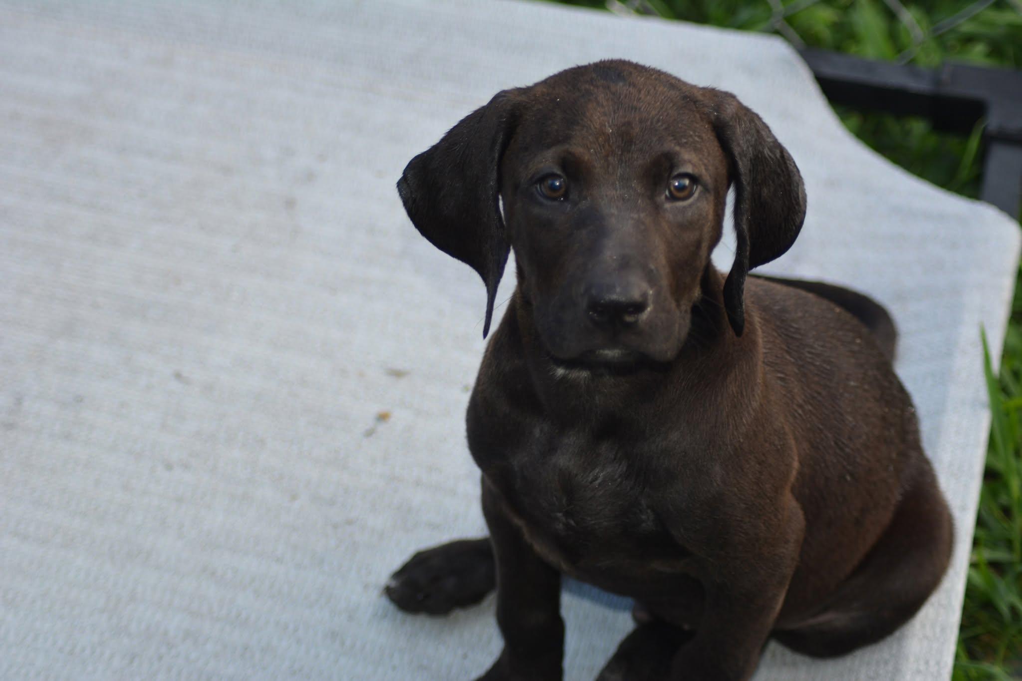 Erie (D2011), an adopted mixed breed in Hayes, VA image 3/4