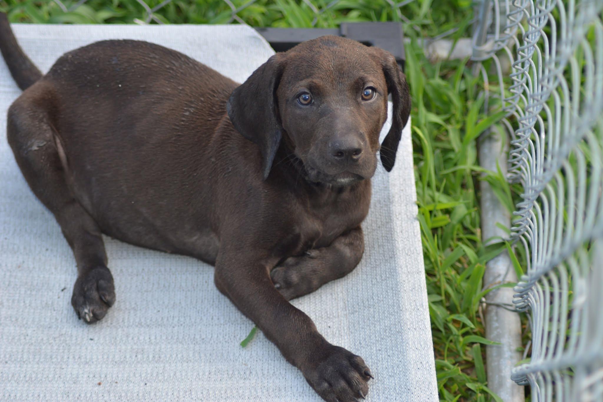Erie (D2011), adopted, Puppy Male Labrador Retriever & Hound.