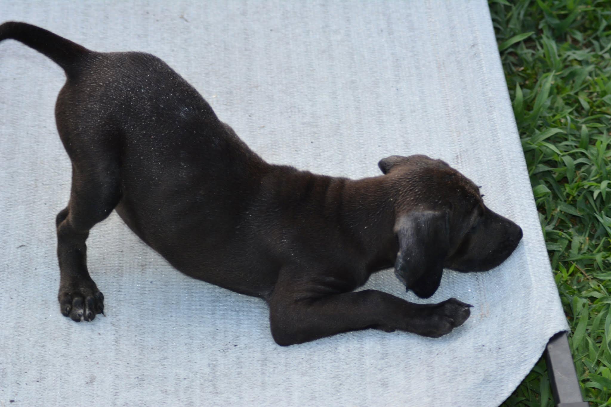 Erie (D2011), an adopted mixed breed in Hayes, VA image 4/4