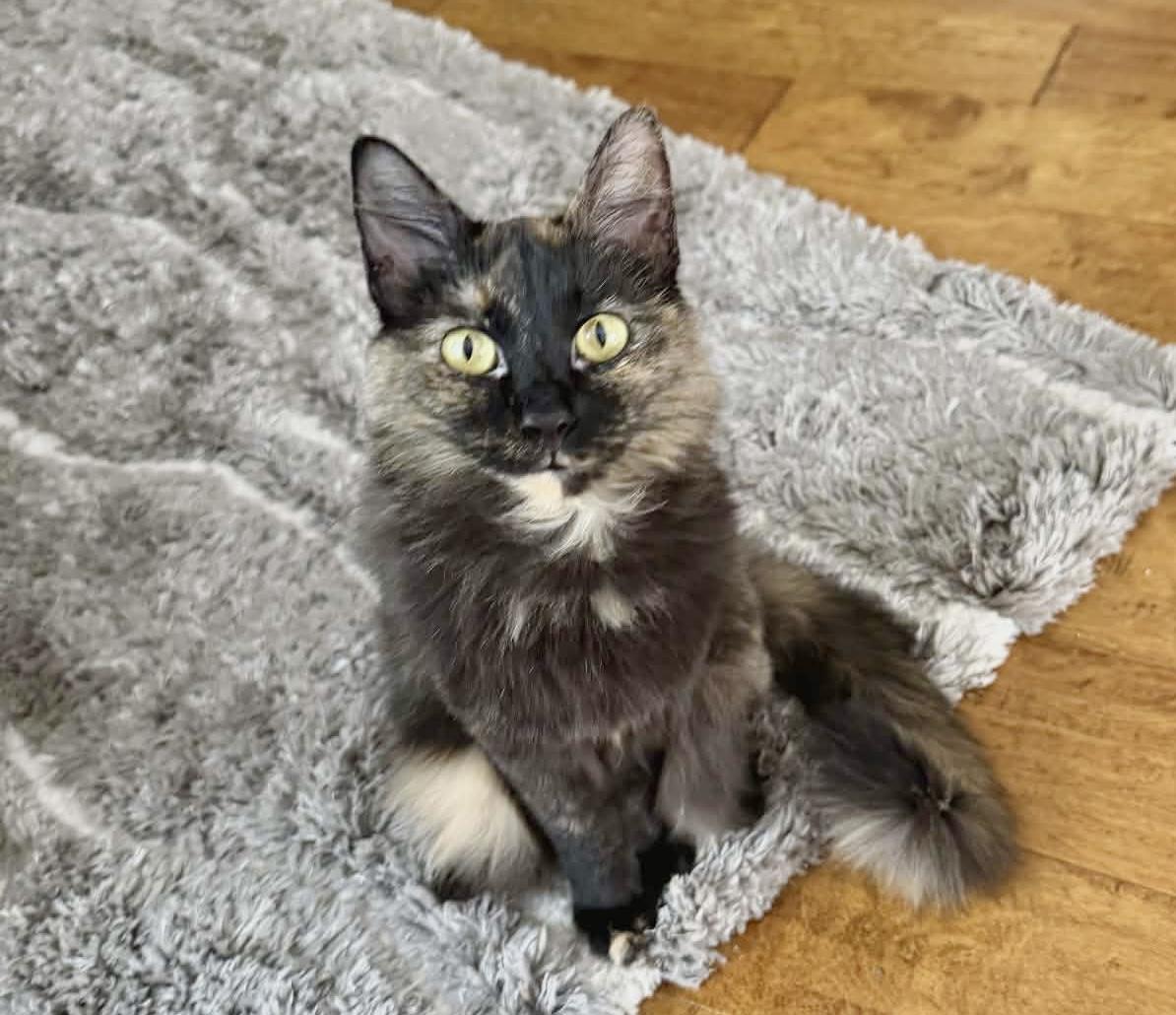 Enlarge Thai, an adopted Tortoiseshell in Myrtle Beach, SC image 2/2