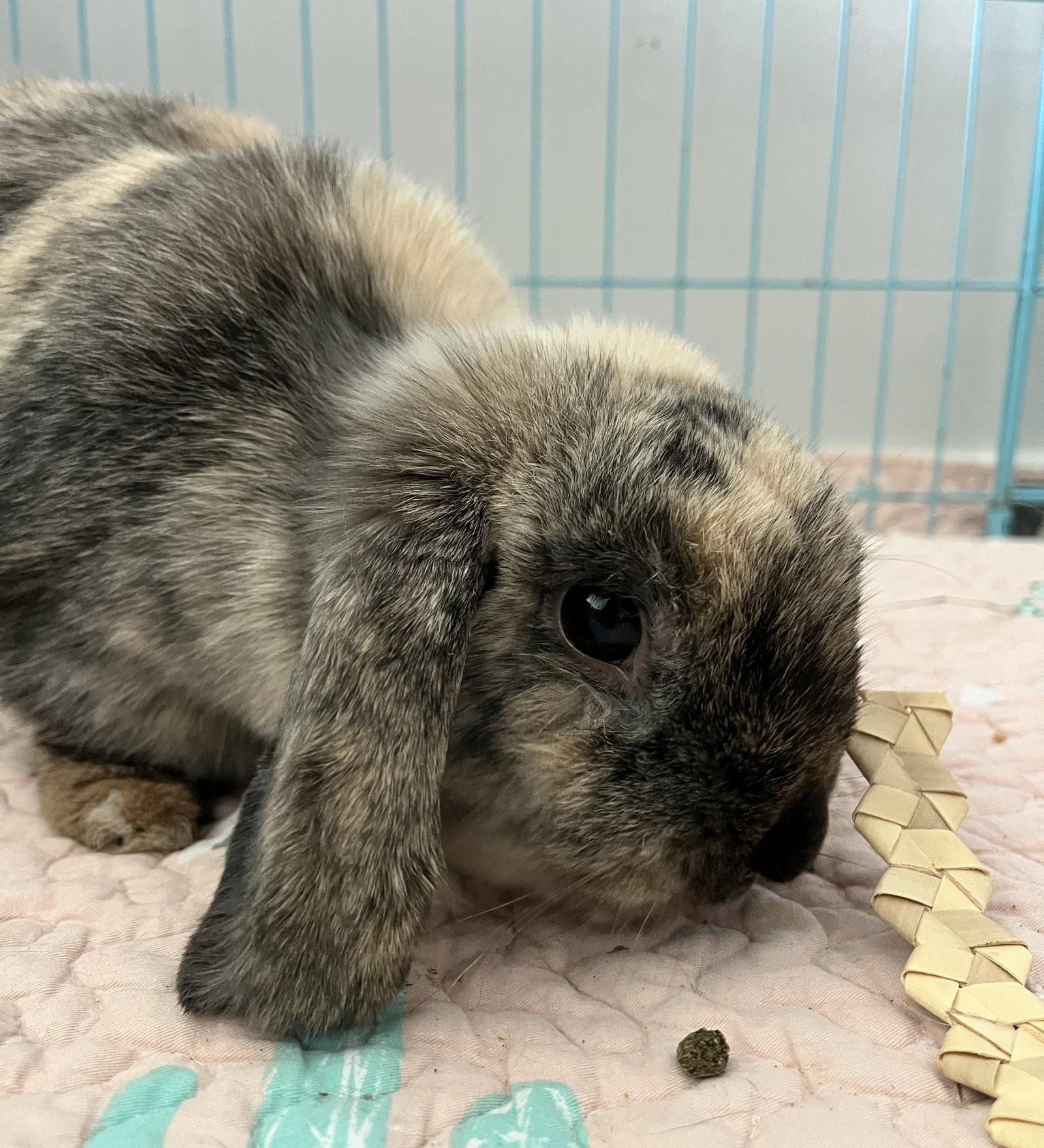 Eleanor, Adoptable, Adult Female Mini Lop & Harlequin.