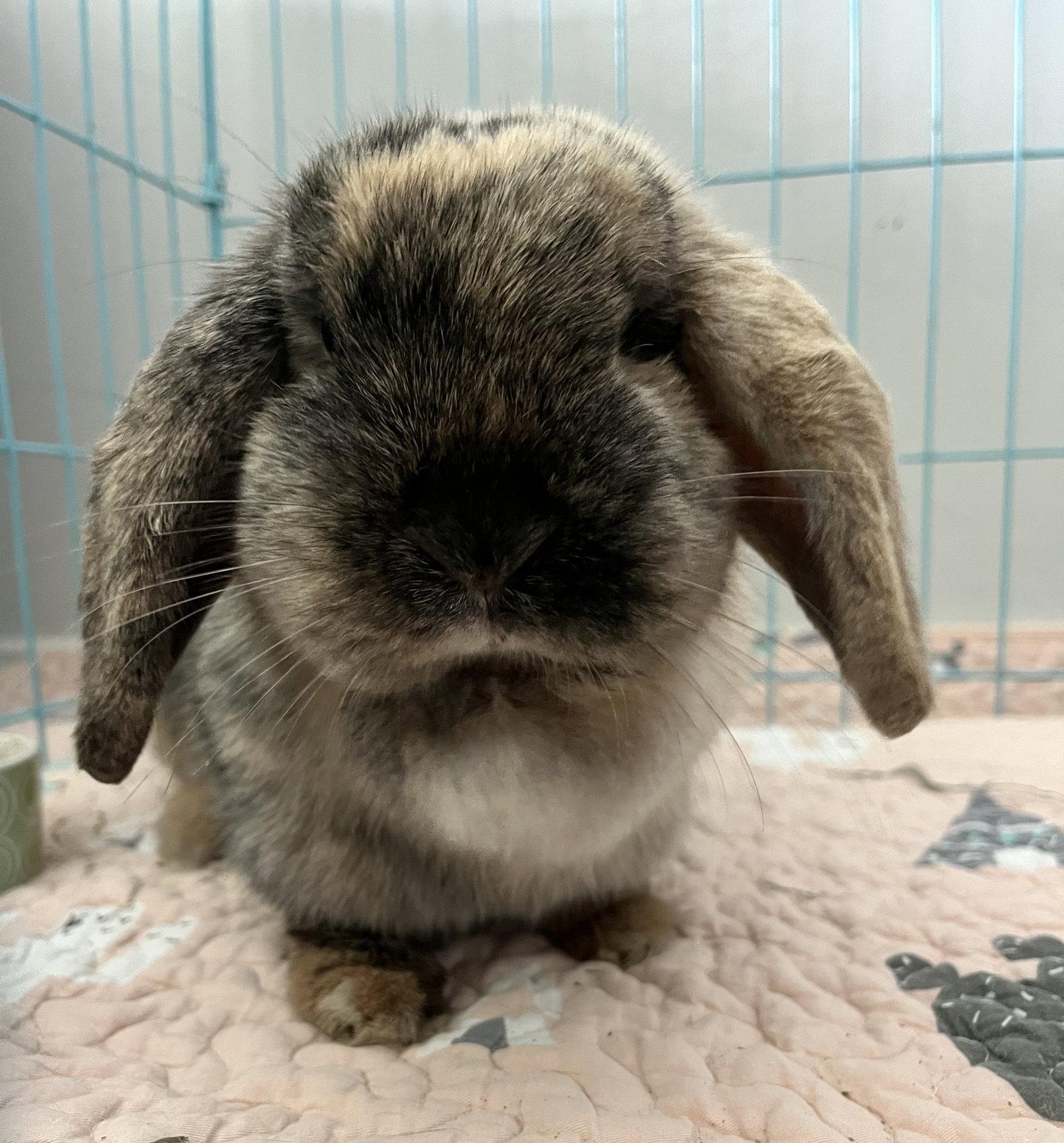 Enlarge Eleanor, a Adoptable mixed breed in Great Neck, NY image 2/3