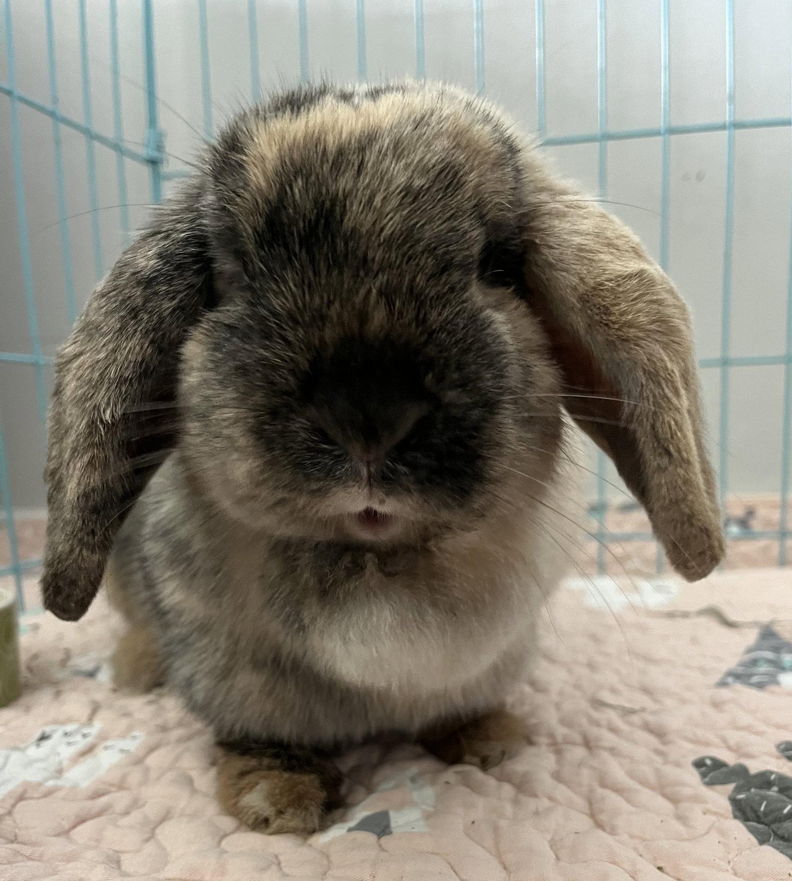 Enlarge Eleanor, a Adoptable mixed breed in Great Neck, NY image 3/3