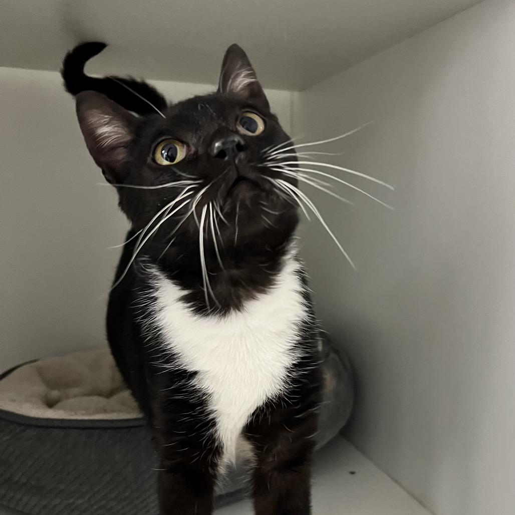 Enlarge Caillou, a Adoptable Domestic Short Hair in Oneonta, NY image 1/6