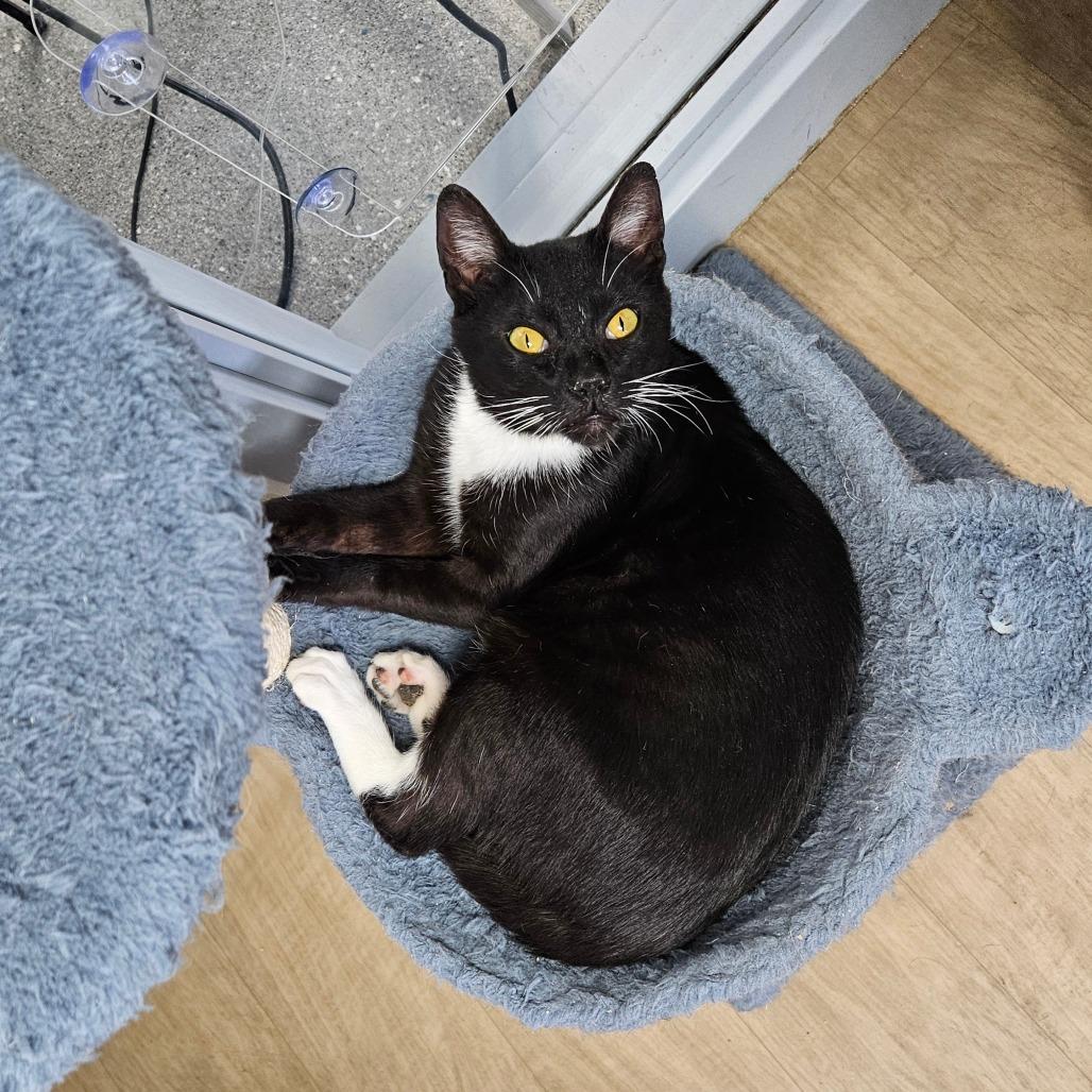 Enlarge Caillou, a Adoptable Domestic Short Hair in Oneonta, NY image 1/6