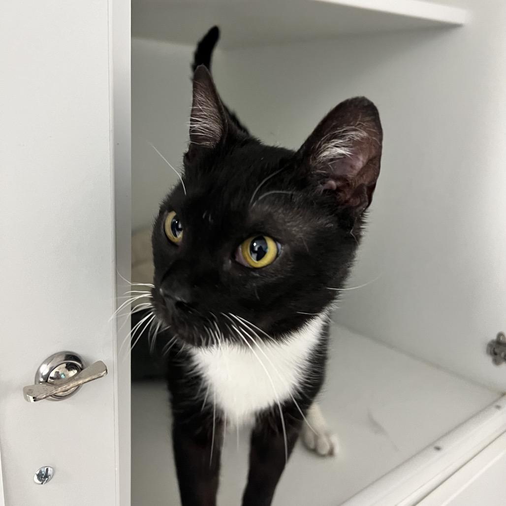 Enlarge Caillou, a Adoptable Domestic Short Hair in Oneonta, NY image 2/6