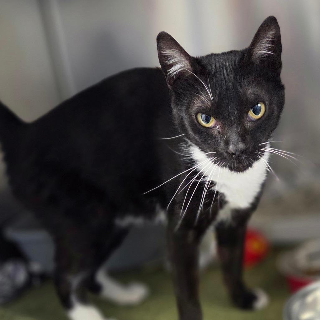 Enlarge Caillou, a Adoptable Domestic Short Hair in Oneonta, NY image 3/6