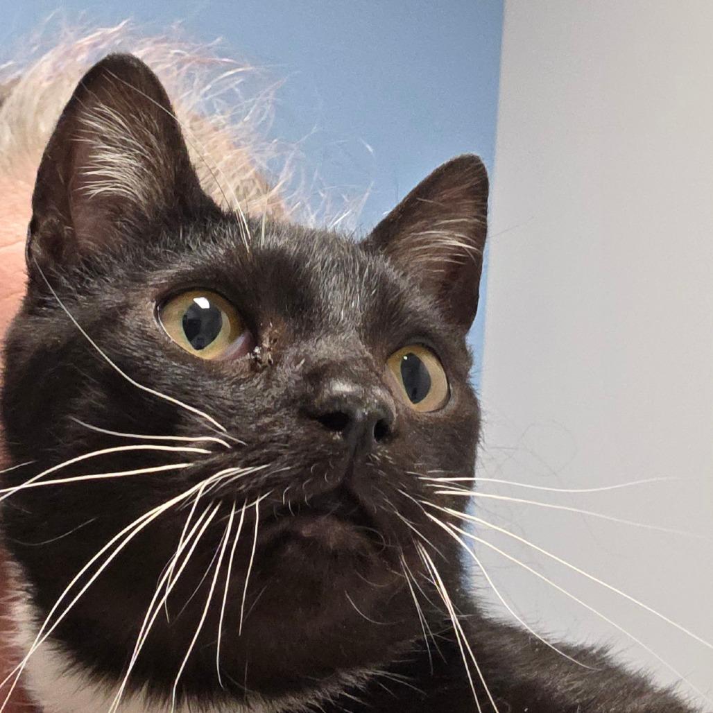 Enlarge Caillou, a Adoptable Domestic Short Hair in Oneonta, NY image 4/6