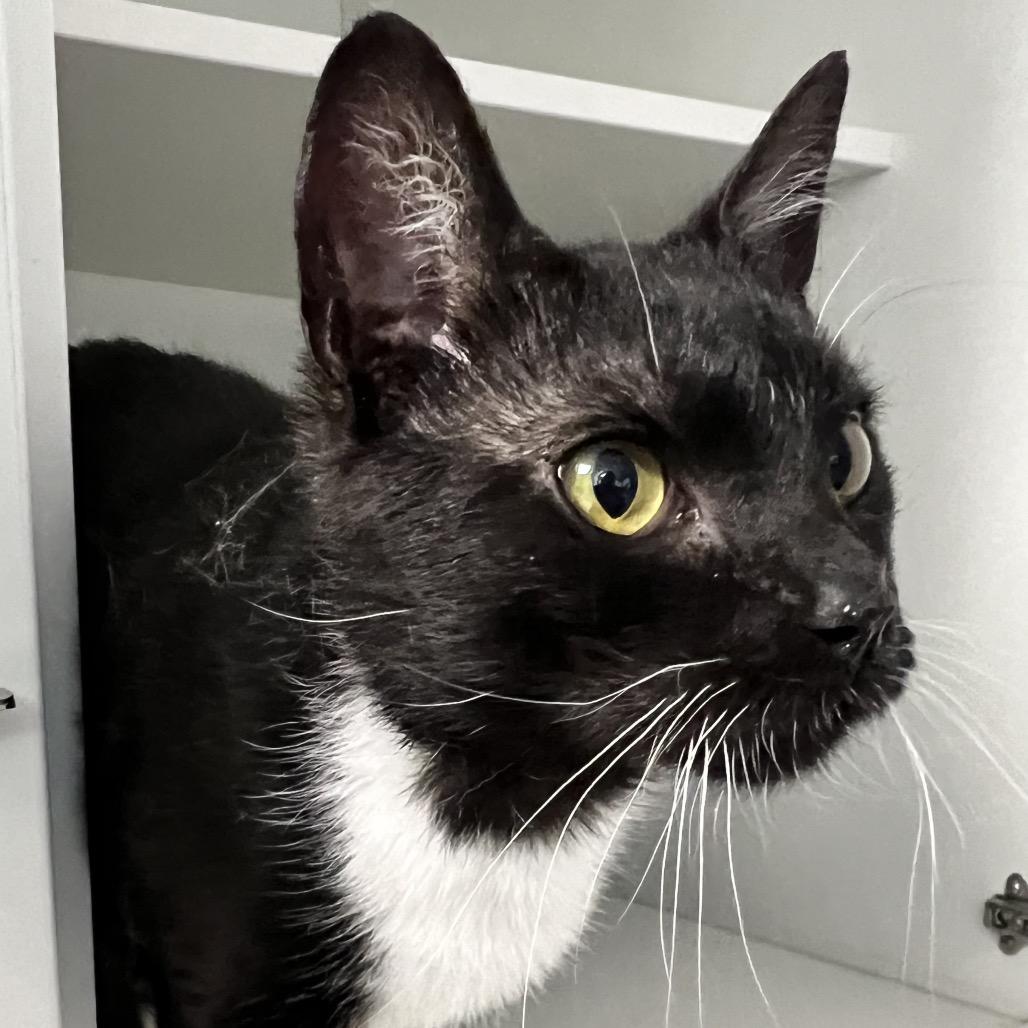 Enlarge Caillou, a Adoptable Domestic Short Hair in Oneonta, NY image 5/6