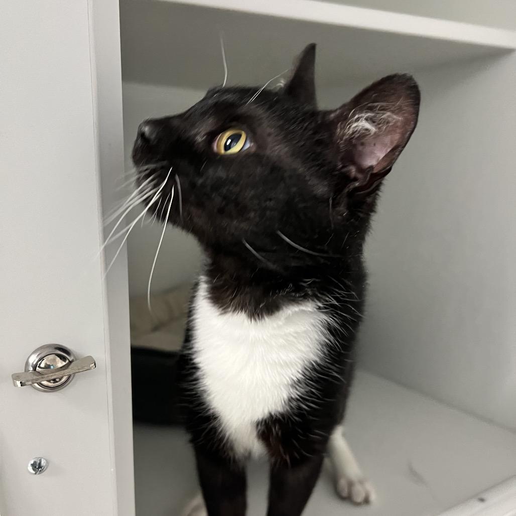 Enlarge Caillou, a Adoptable Domestic Short Hair in Oneonta, NY image 6/6