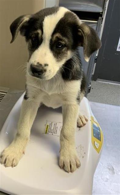 A252376, Adoptable, Puppy Female German Shepherd Dog & Mixed Breed.
