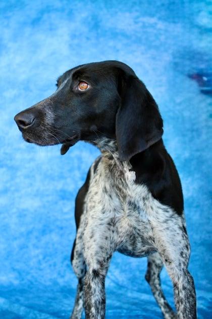 Enlarge Indie, an adopted mixed breed in Cary, NC image 2/3