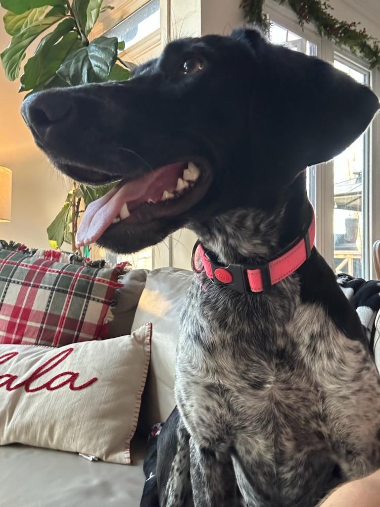 Enlarge Indie, an adopted mixed breed in Cary, NC image 3/3