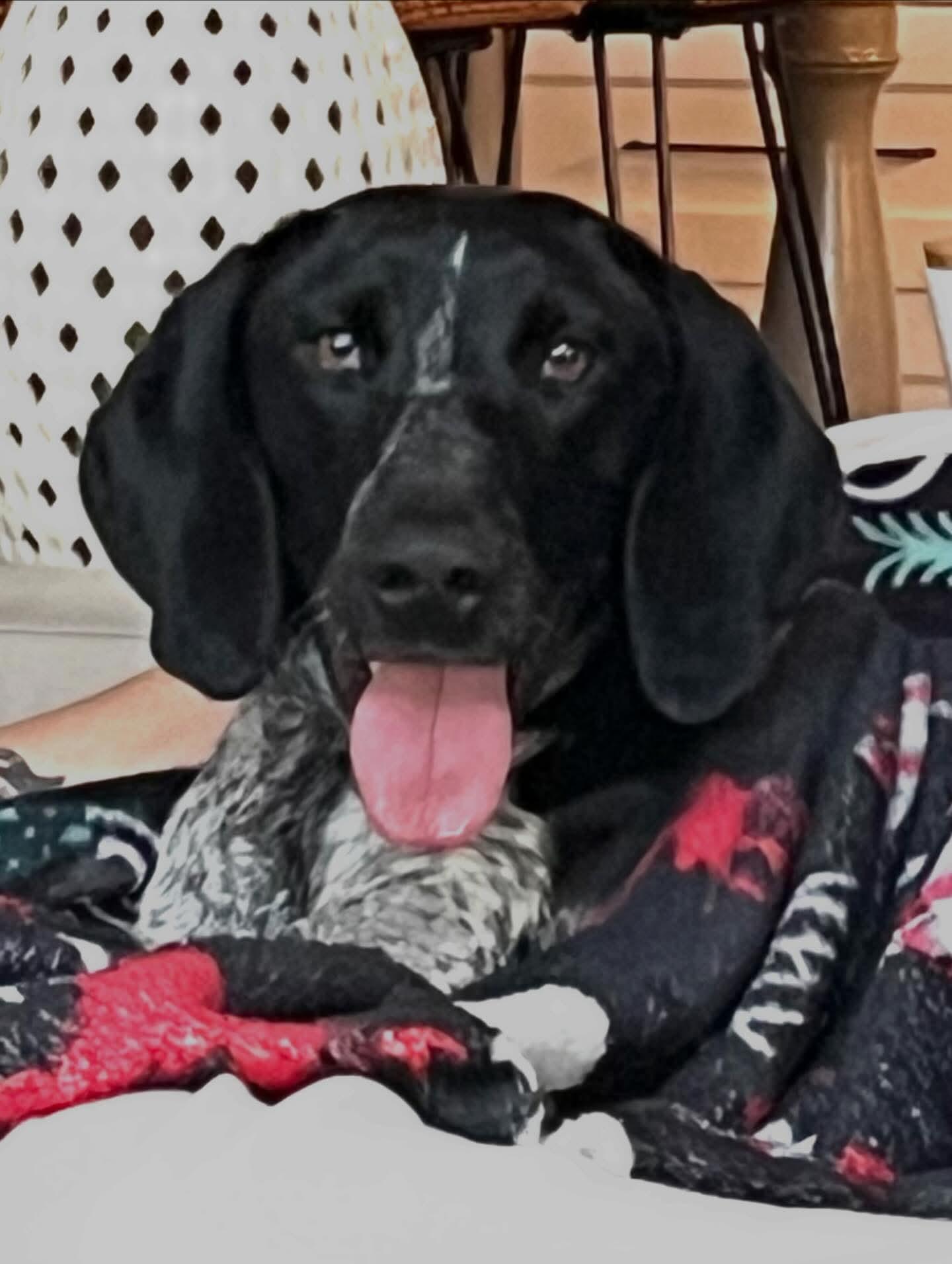 Enlarge Indie, an adopted mixed breed in Cary, NC image 1/3