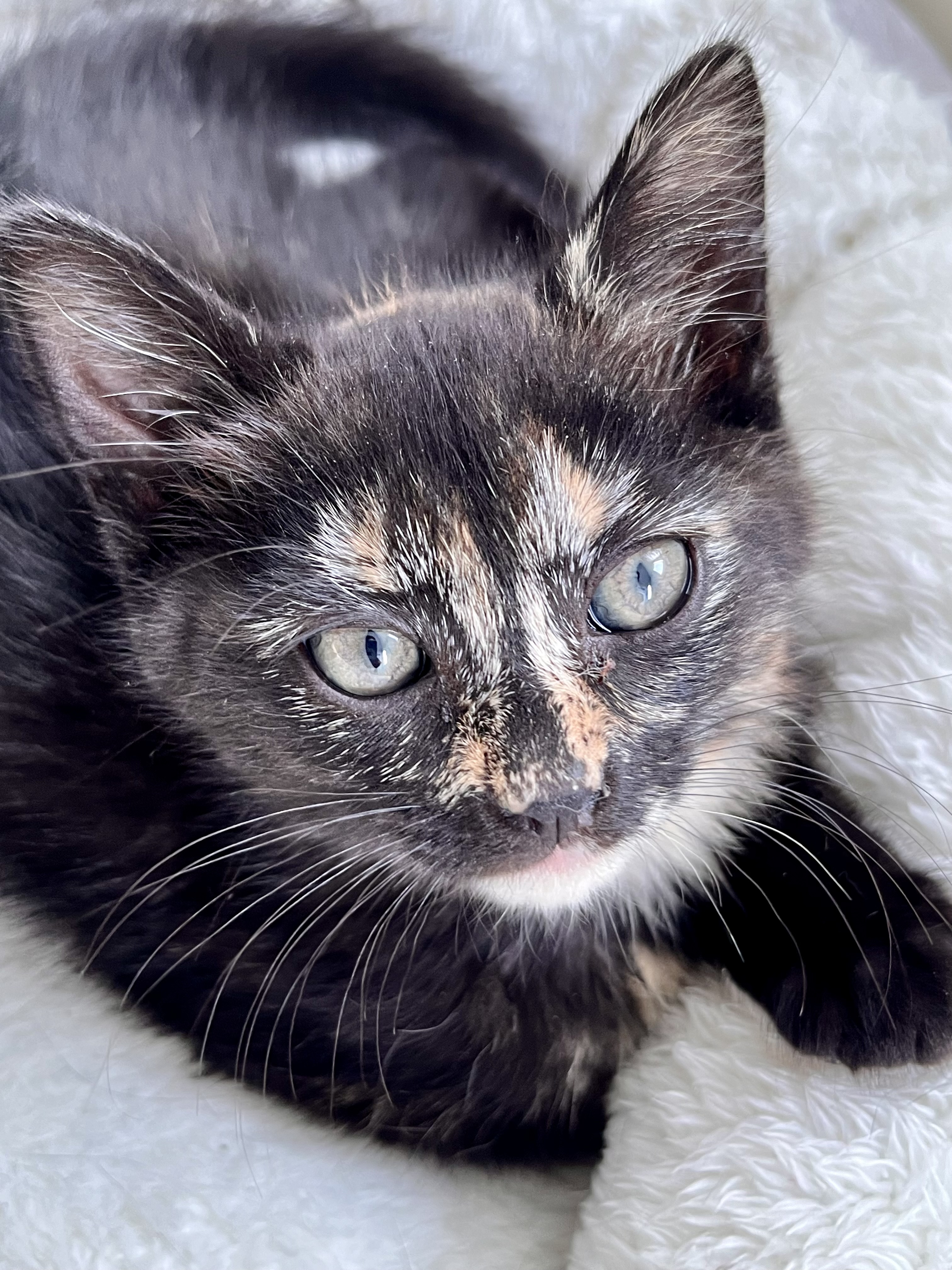 Enlarge Gabbana, a Adopted Tortoiseshell in Satellite Beach, FL image 1/1