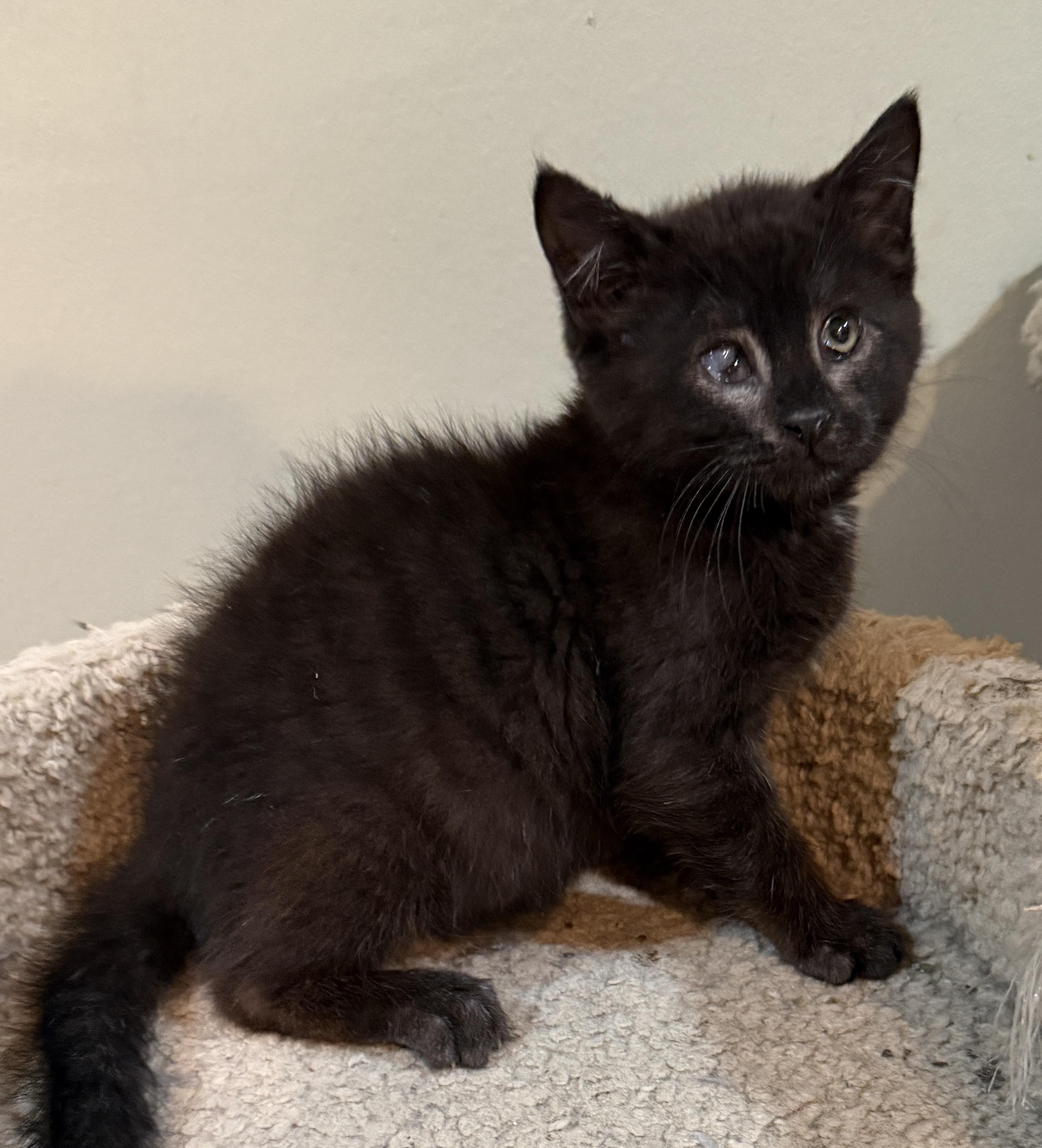 Enlarge Umbra, a ADOPTABLE Domestic Medium Hair in East Hanover, NJ image 1/1