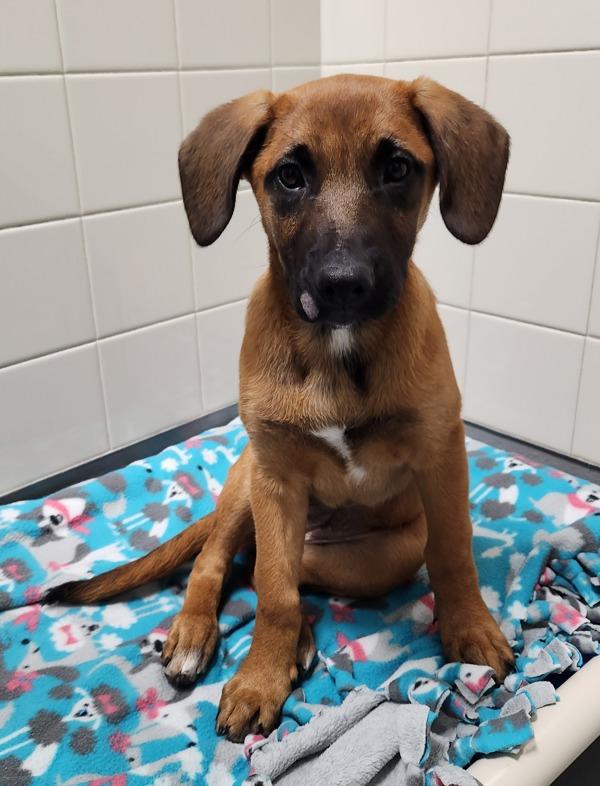 Enlarge Elena, a Adoptable mixed breed in Santa Rosa, CA image 1/1